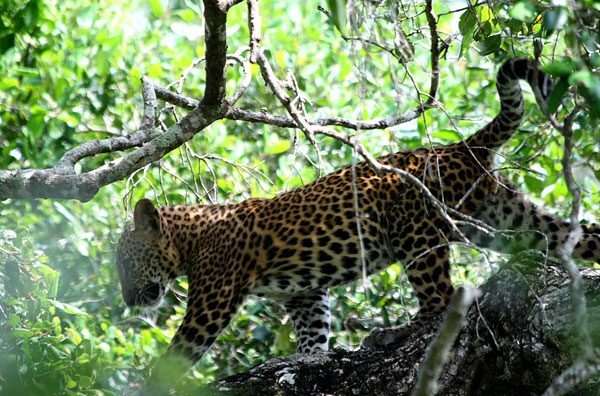 Safari in Yala, Yala Safaris, Safari Camping in Yala, Tented Safari Camping in Yala