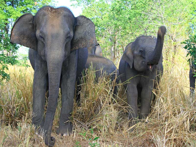 Safari Game Drives in Sri Lanka, Sri Lanka Safari Game Drives, Safari Game Drives Sri Lanka, Yala Safari Private tours, Yala Safari Camp, Yala Jeep Tours Sri Lanka, Udawalawe Safari Private tours, Udawalawe Safari Camp, Udawalawe Jeep Tours Sri Lanka, Sri Lanka - Jeeps - Yala - Udawalawe - Tours - Game Drives - Sri Lanka - Safari Camps in Sri Lanka, Yala Safari Private tours, Yala Safari Camp, Yala Jeep Tours Sri Lanka, Wilpattu Safari Private tours, Udawalawe Safari Private tours, Udawalawe Safari Camp, Udawalawe Jeep Tours Sri Lanka, Sri Lanka - Safari Camps in Sri Lanka