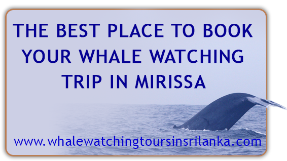 Whale Watching Banner
